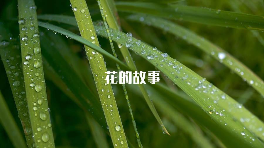 花的故事