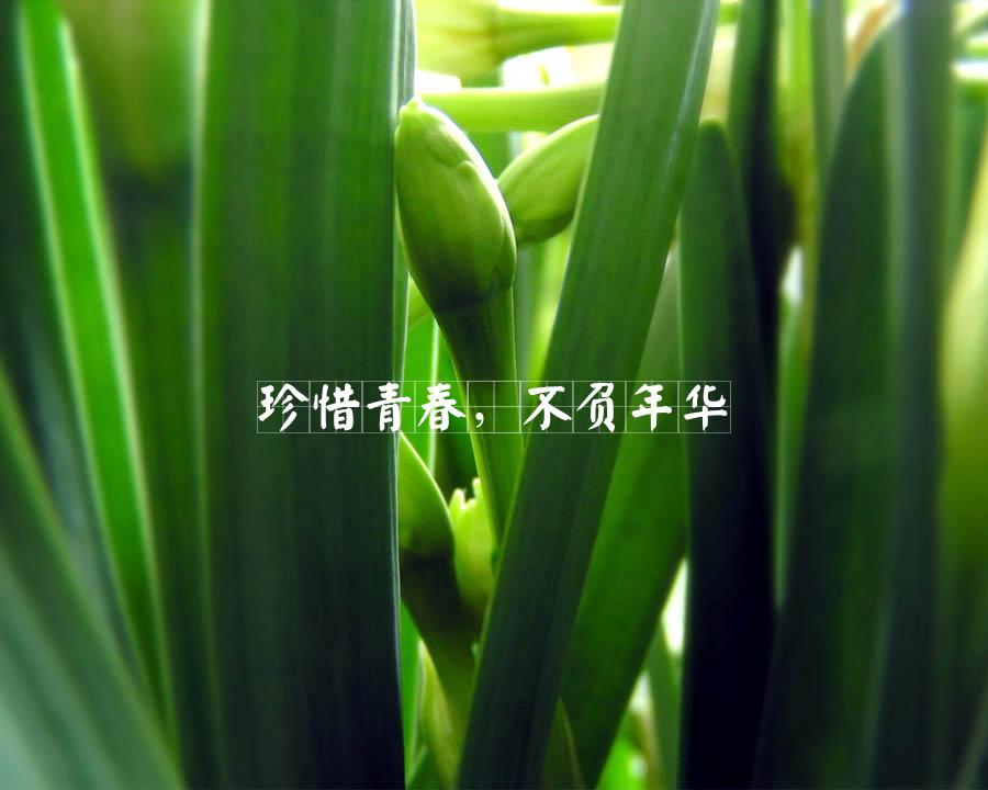 珍惜青春，不负年华