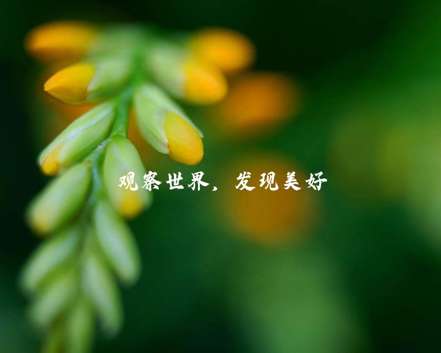 观察世界，发现美好