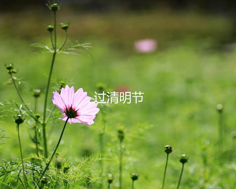 过清明节