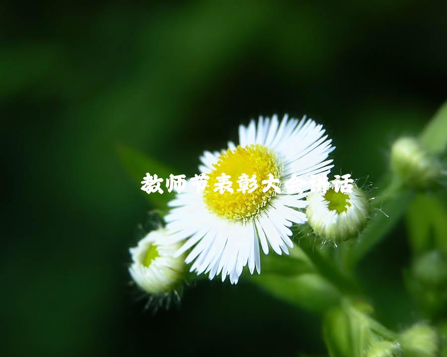 教师节表彰大会讲话