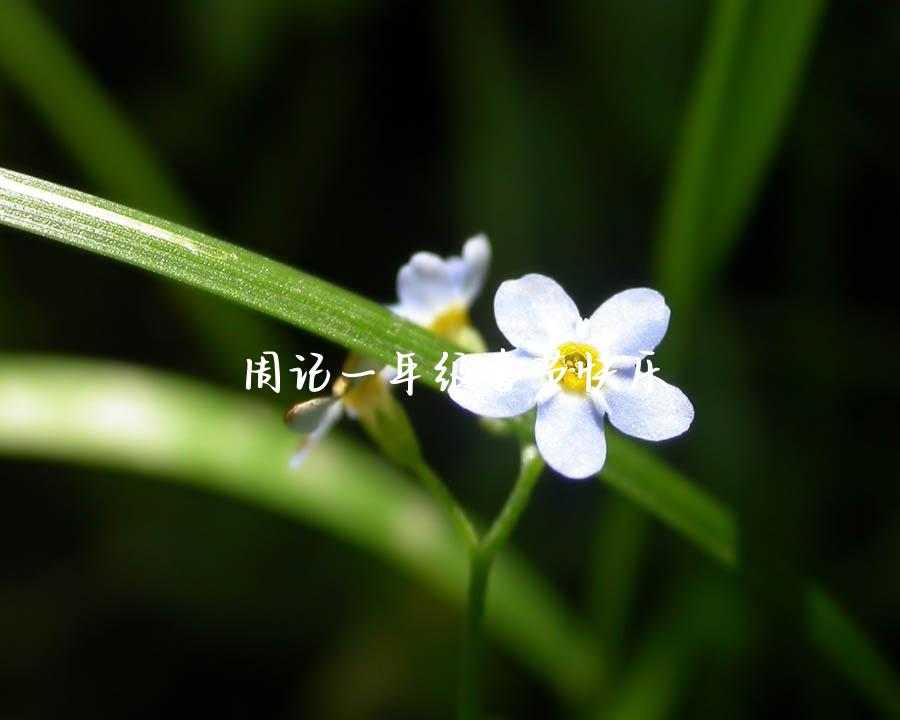 周记一年级春节快乐