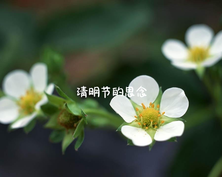 清明节的思念