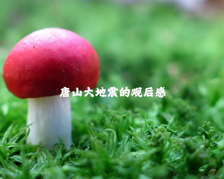 唐山大地震的观后感