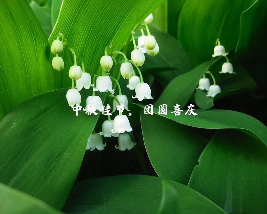 中秋佳节，团圆喜庆