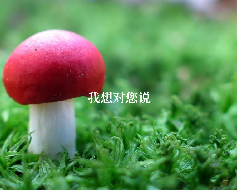 我想对您说