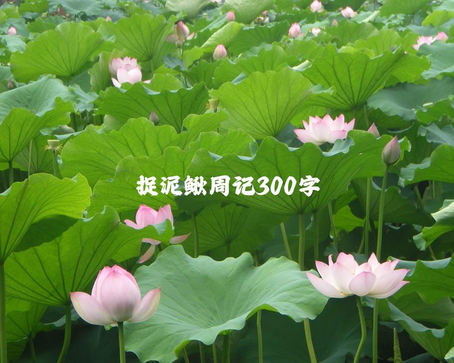 捉泥鳅周记300字