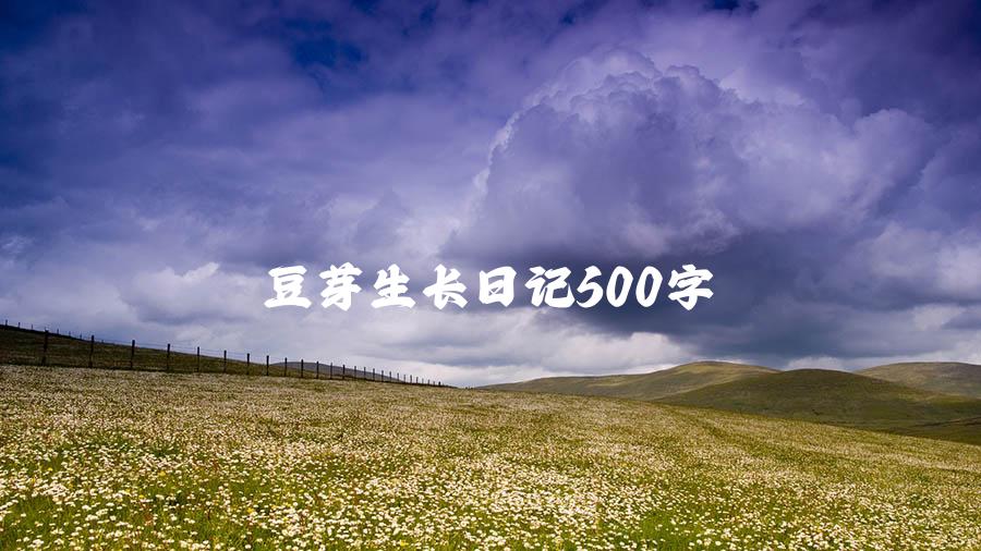 豆芽生长日记500字