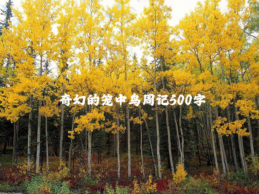 奇幻的笼中鸟周记500字