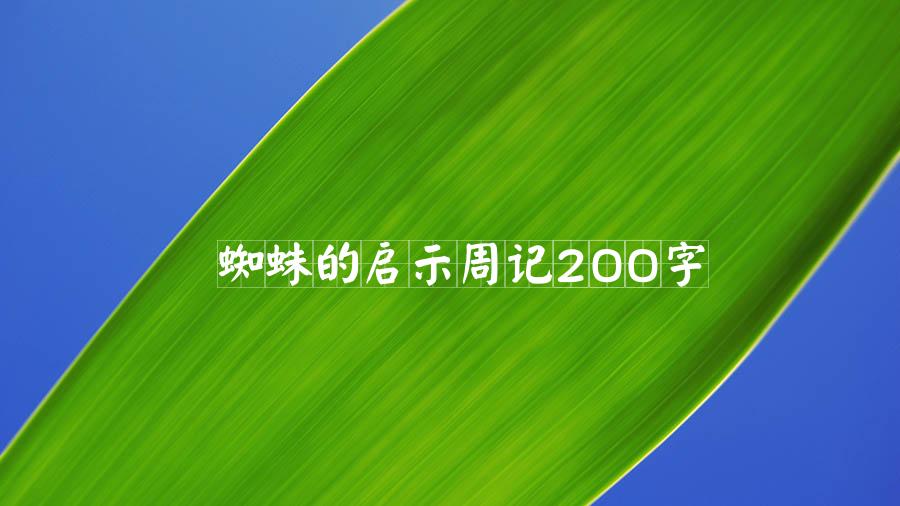 蜘蛛的启示周记200字