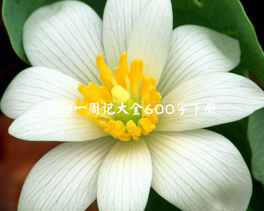 初一周记大全600字下册