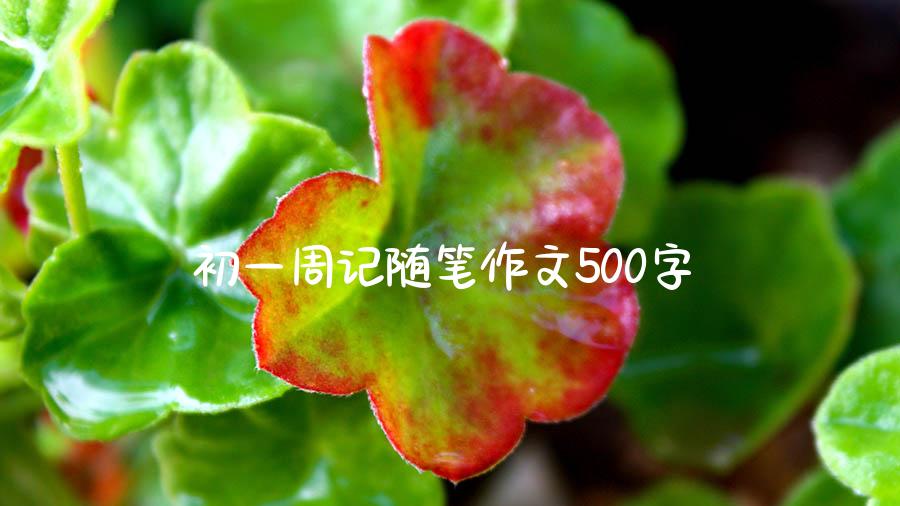 初一周记随笔作文500字