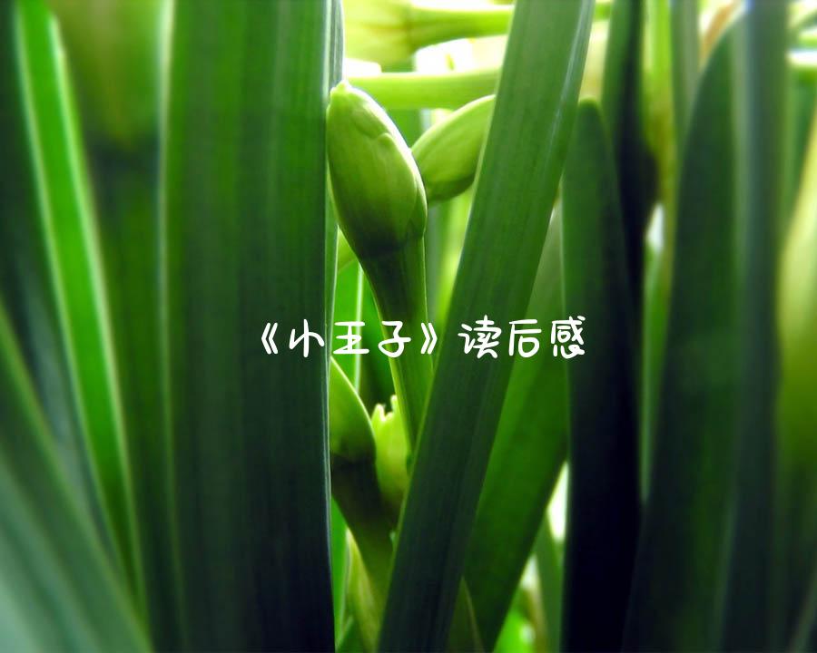 《小王子》读后感