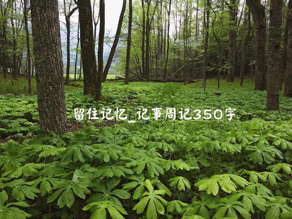 留住记忆_记事周记350字