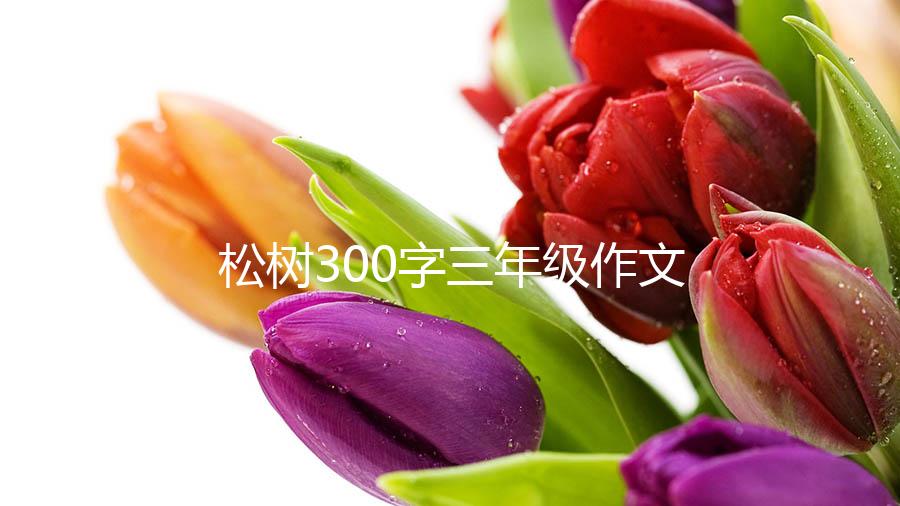 松树300字三年级作文