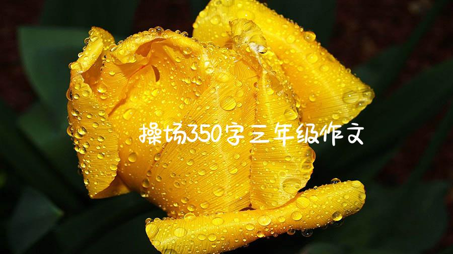 操场350字三年级作文