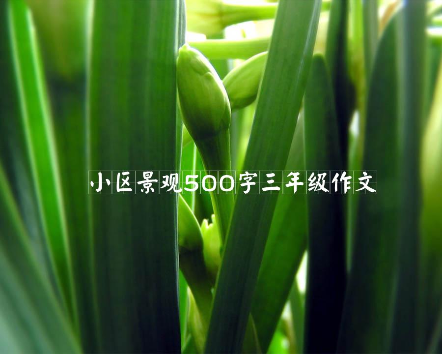 小区景观500字三年级作文