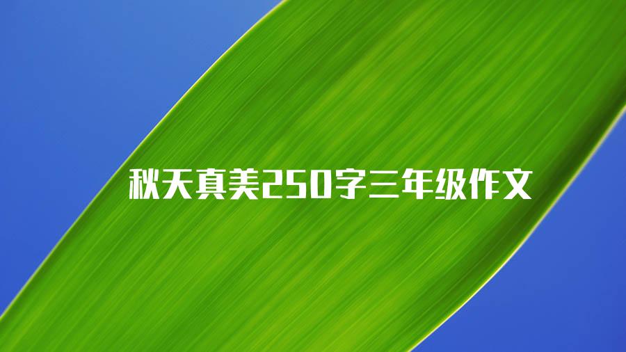 秋天真美250字三年级作文