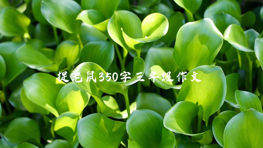 捉老鼠350字三年级作文