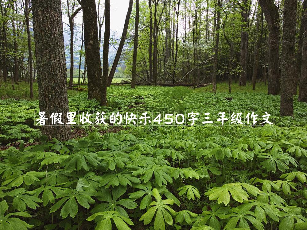 暑假里收获的快乐450字三年级作文