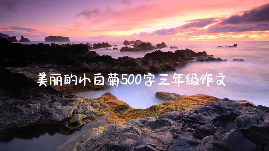 美丽的小白菊500字三年级作文