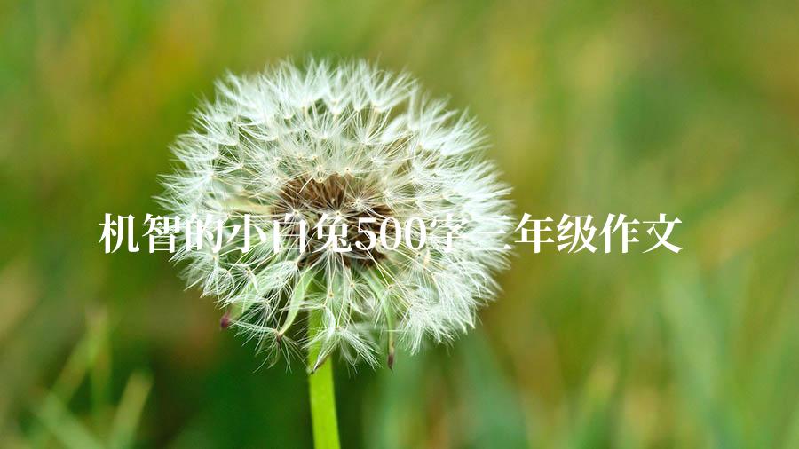 机智的小白兔500字三年级作文