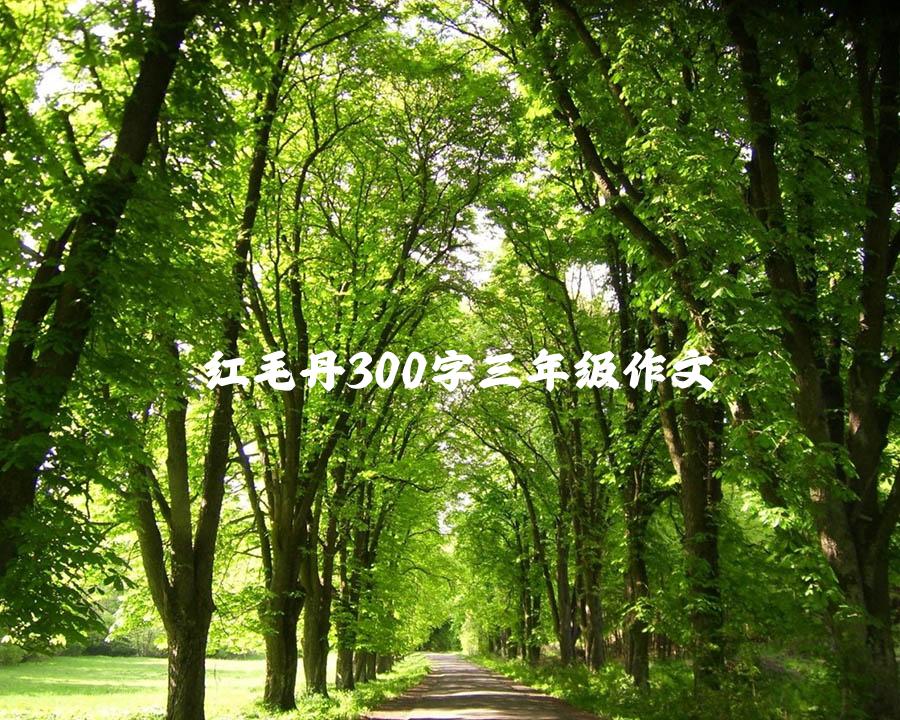 红毛丹300字三年级作文