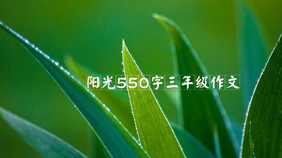 阳光550字三年级作文