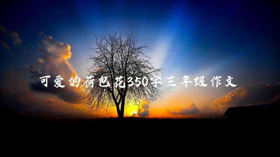 可爱的荷包花350字三年级作文