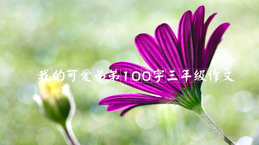 我的可爱弟弟100字三年级作文