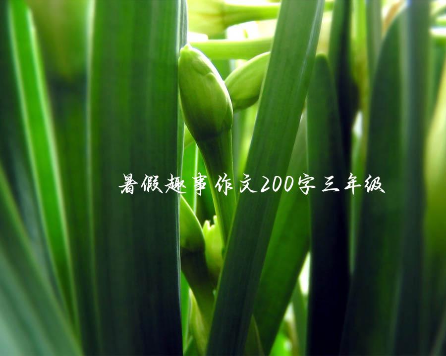 暑假趣事作文200字三年级