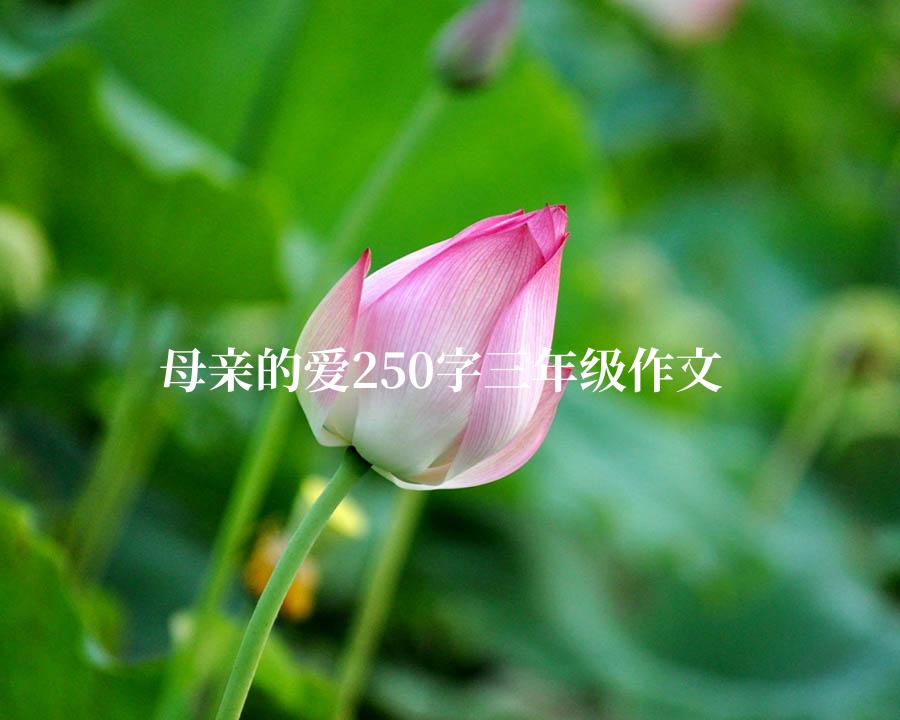 母亲的爱250字三年级作文