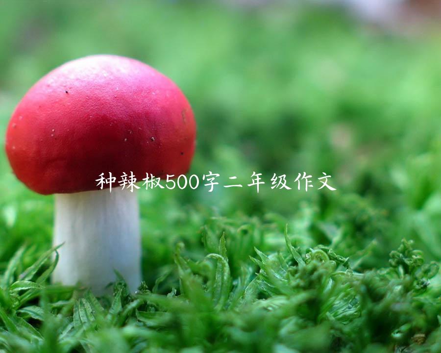 种辣椒500字二年级作文