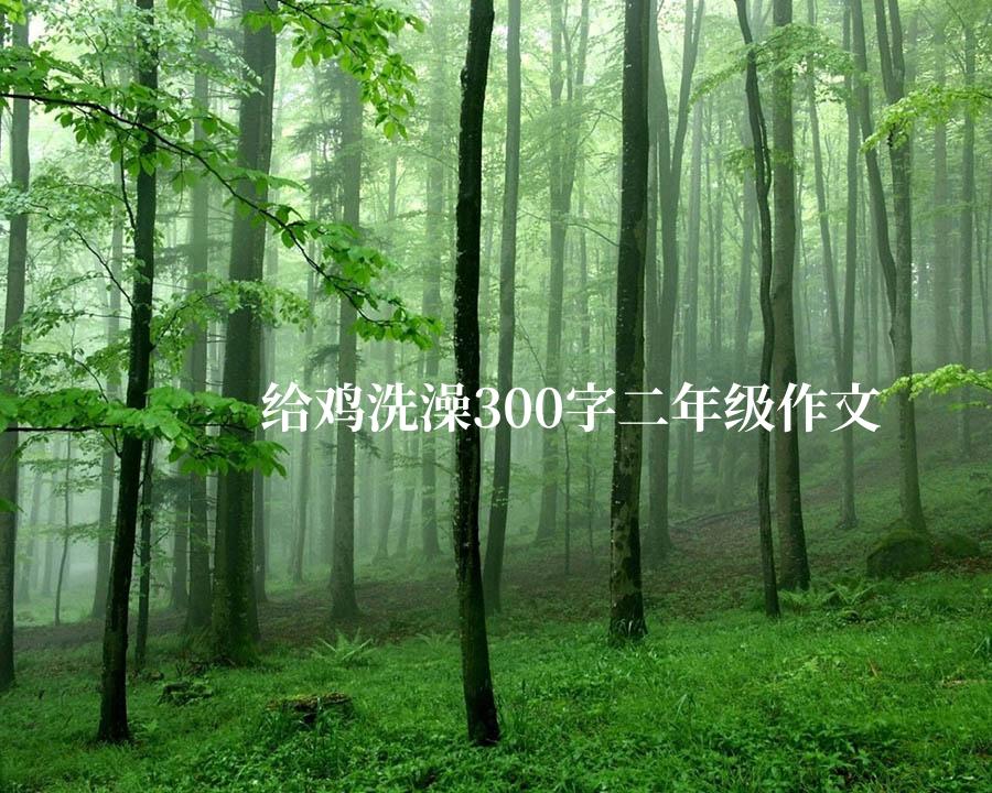 给鸡洗澡300字二年级作文