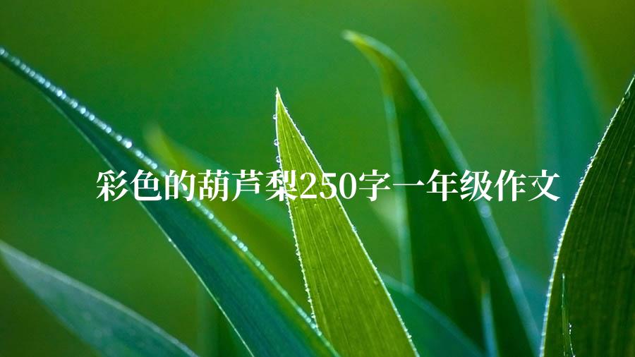 彩色的葫芦梨250字一年级作文