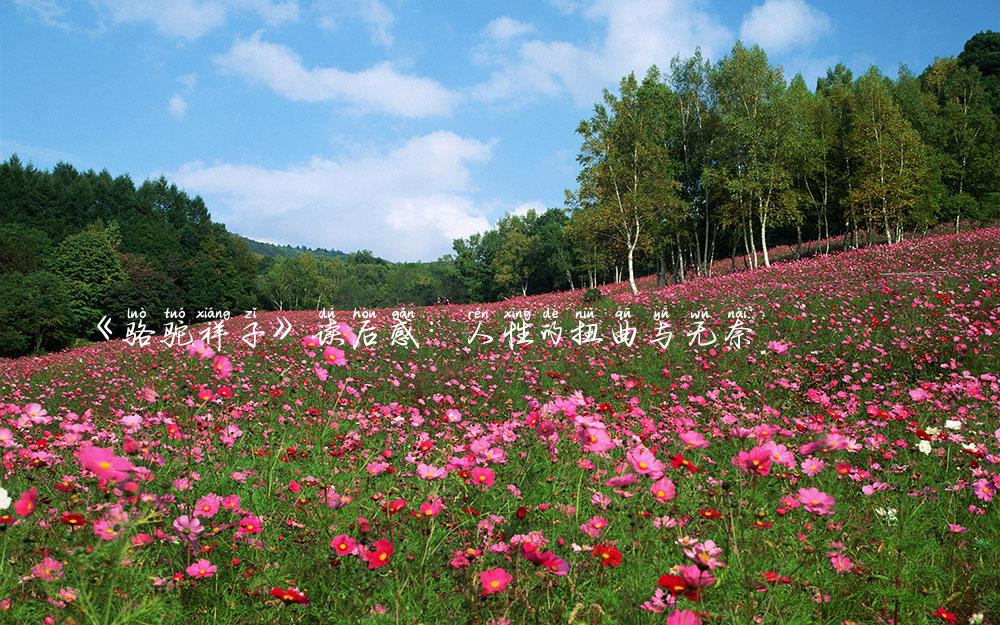 《骆驼祥子》读后感：人性的扭曲与无奈