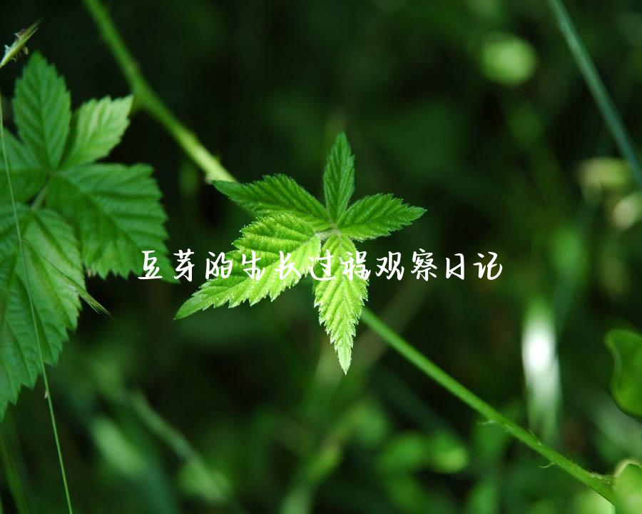 豆芽的生长过程观察日记