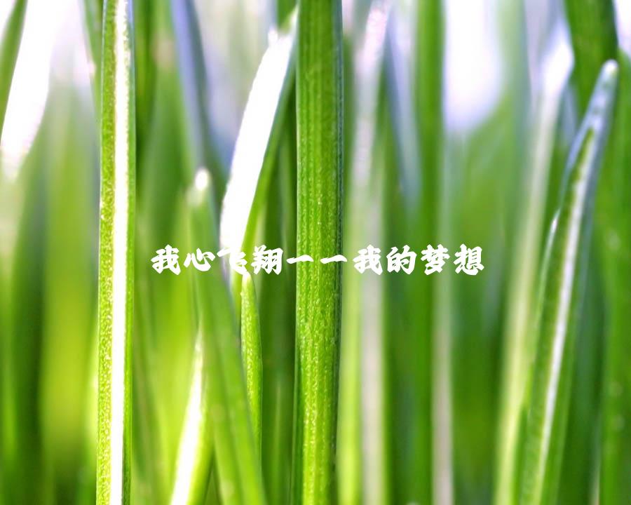 我心飞翔——我的梦想