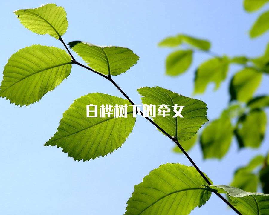 白桦树下的牵女