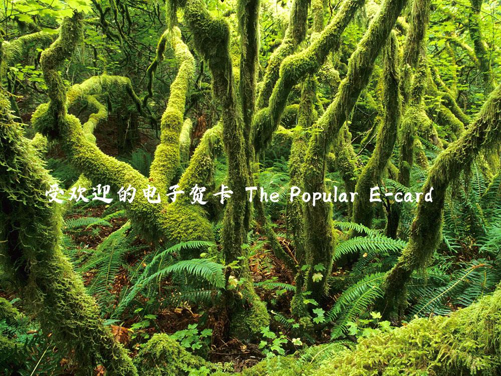 受欢迎的电子贺卡 The Popular E-card