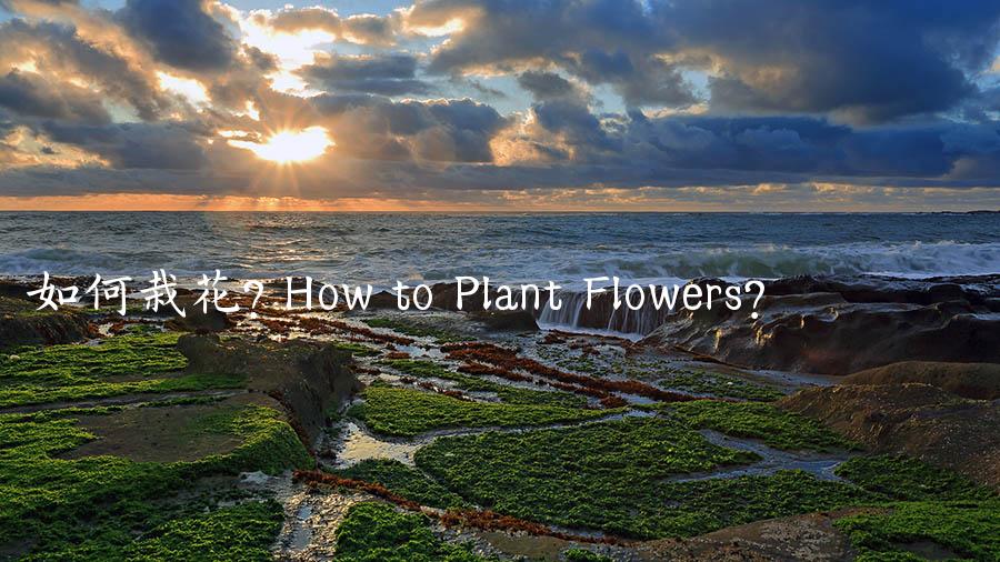 如何栽花? How to Plant Flowers?