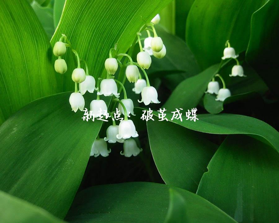 新起点：破茧成蝶