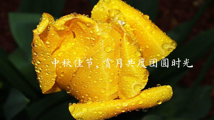 中秋佳节, 赏月共度团圆时光