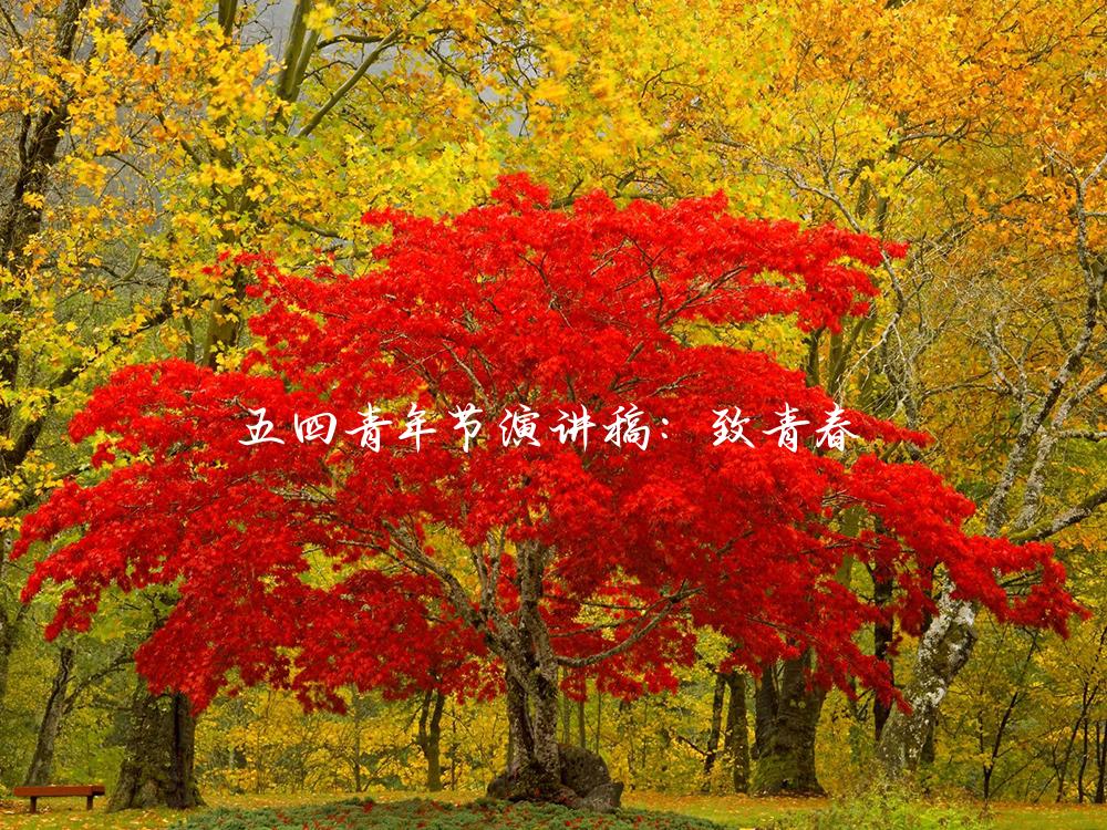 五四青年节演讲稿：致青春