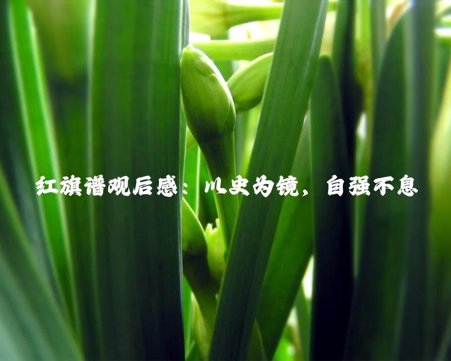 红旗谱观后感：以史为镜，自强不息